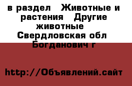  в раздел : Животные и растения » Другие животные . Свердловская обл.,Богданович г.